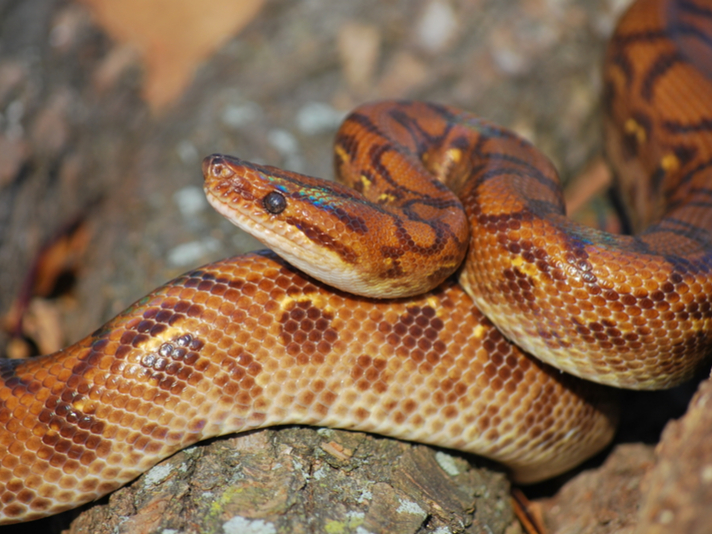 Brazilian rainbow boa