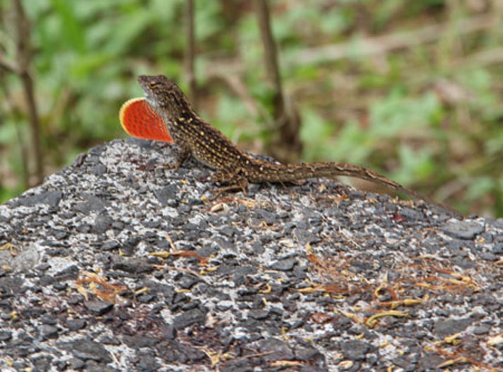 Brown anole