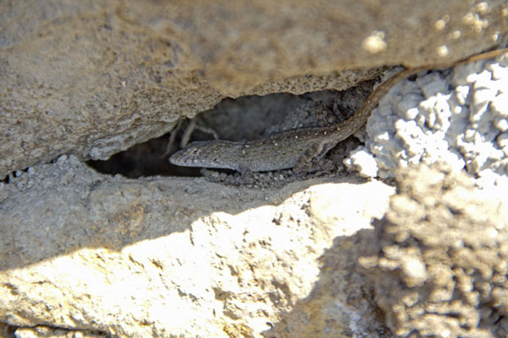 Brown anole