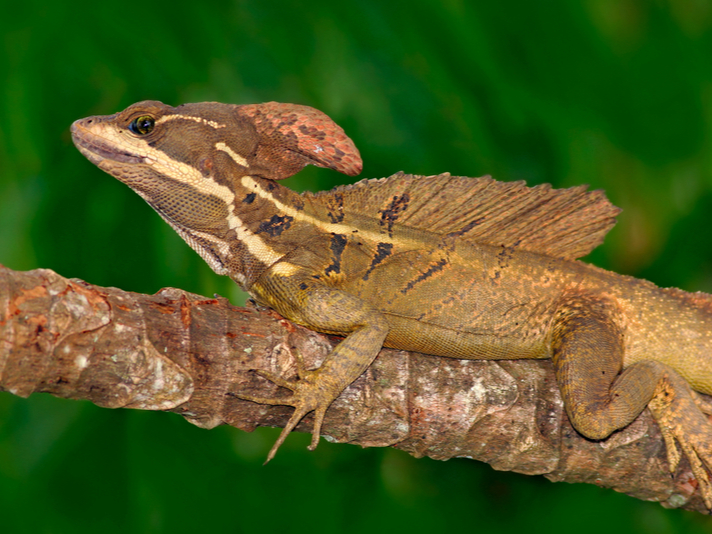 Brown basilisk lizard