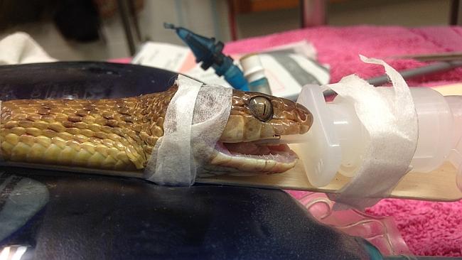 Brown tree snake undergoing anasthesia