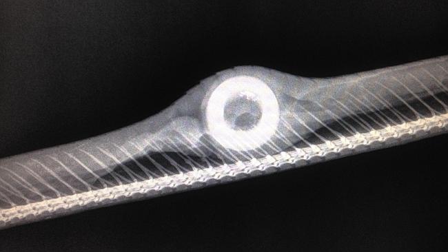 x-ray showing rubber bushing in belly of a brown tree snake