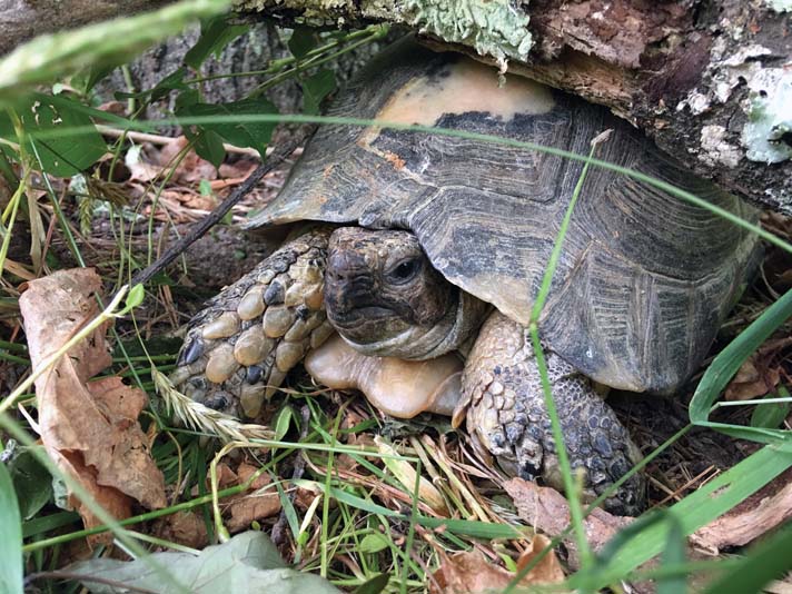 marginated tortoise