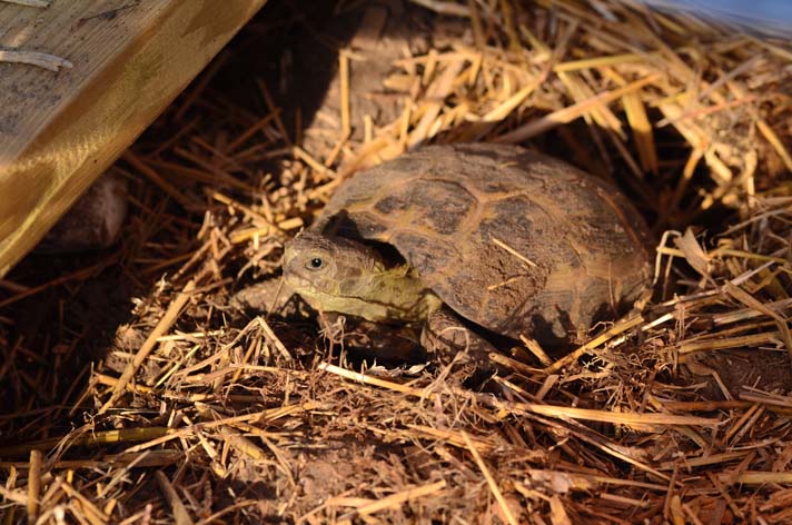 Russian tortoise awakens