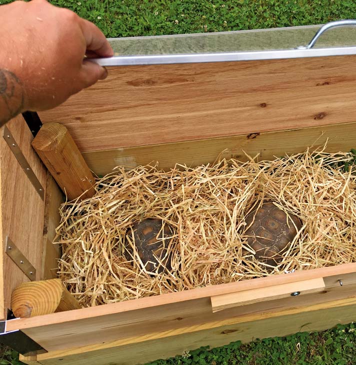 How To Brumate A Tortoise Reptiles Magazine