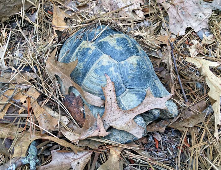 Greek tortoise