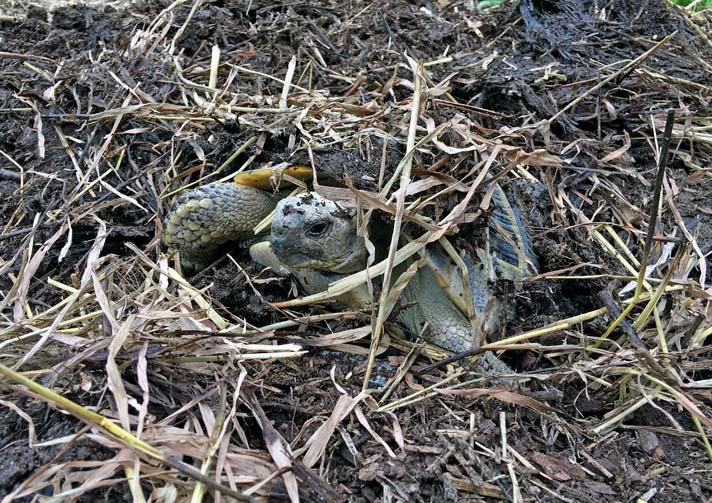 Hermann's tortoise