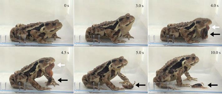 Bufo japonicus eating bombardier beetle then vomiting it