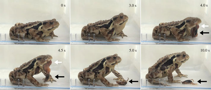 Toad Eats Beetle Then Pukes It Out After Beetle Lets Loose Chemical Defense