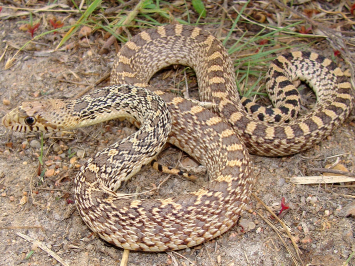 Bull snake