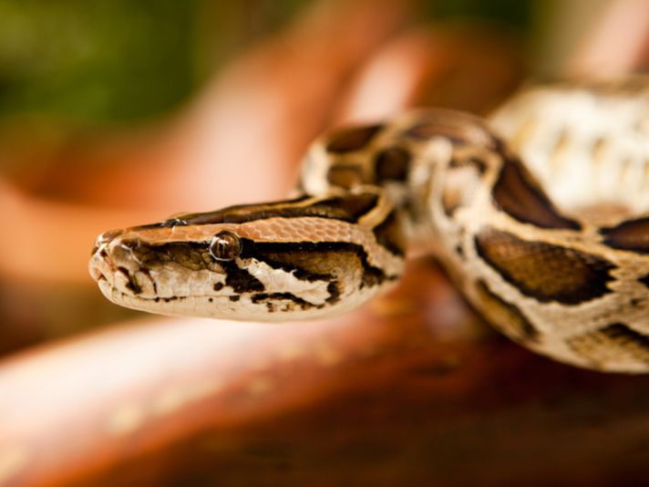 Big albino boa constrictor mistaken for a python in Florida backyard