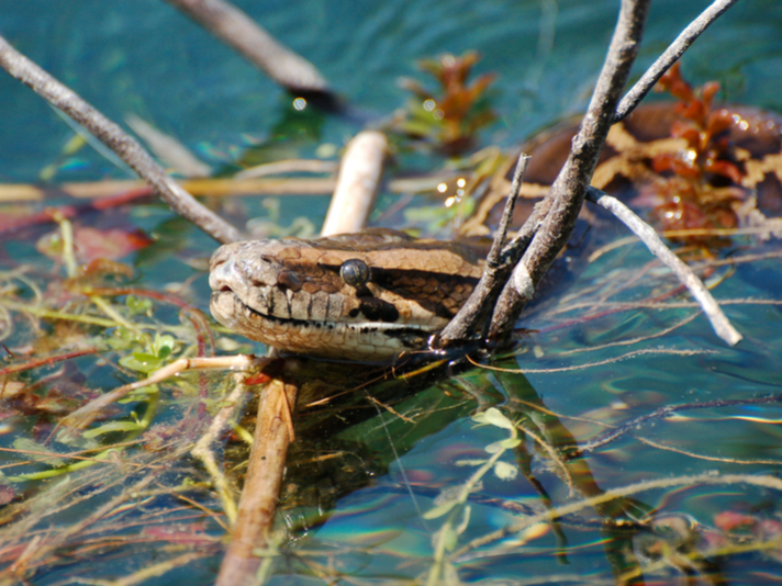 Burmese python