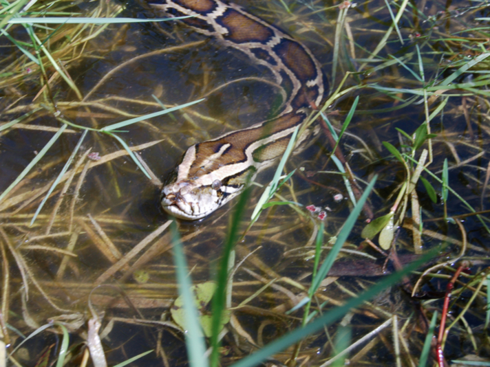 Burmese python