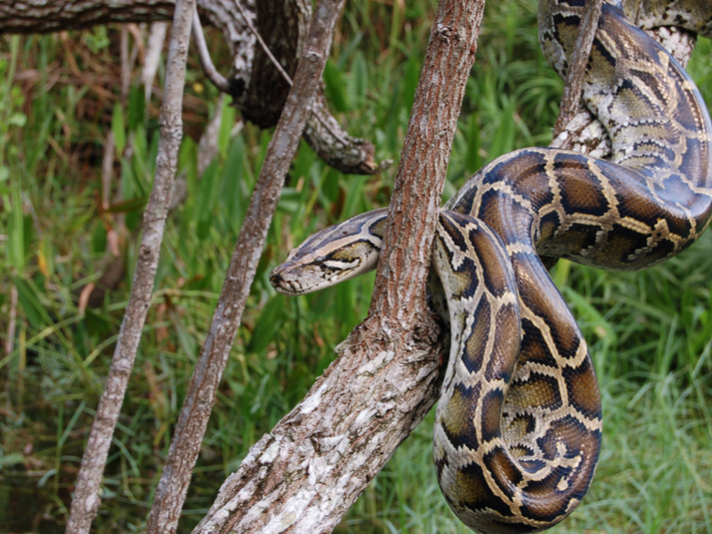 Big albino boa constrictor mistaken for a python in Florida backyard