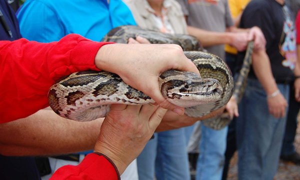 burmese python