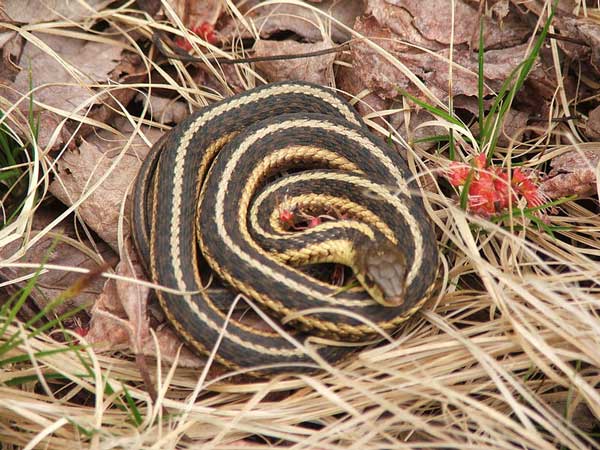 butlers garter snake