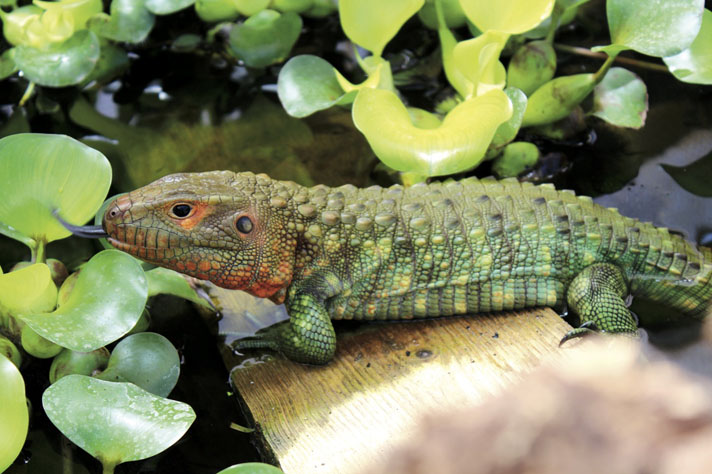 Swimming store lizard pet