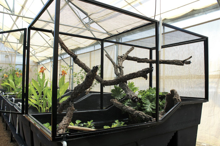 Caiman lizard enclosure