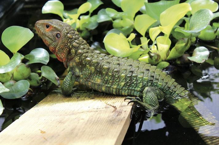 caiman lizard