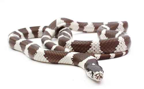 California Kingsnake care sheet and bioactive terrarium