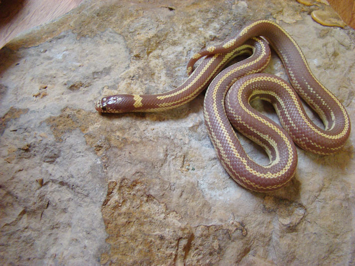 Striped Hypomelanistic California kingsnake