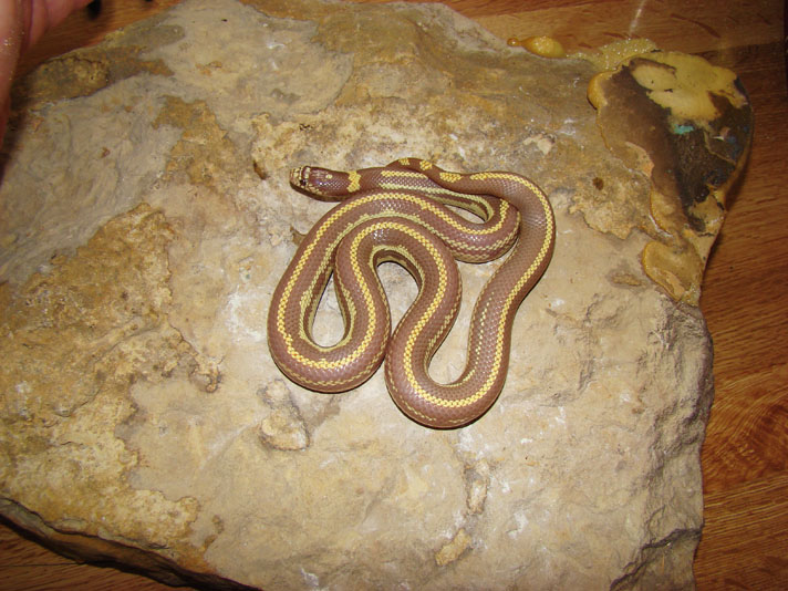 Striped Hypomelanistic