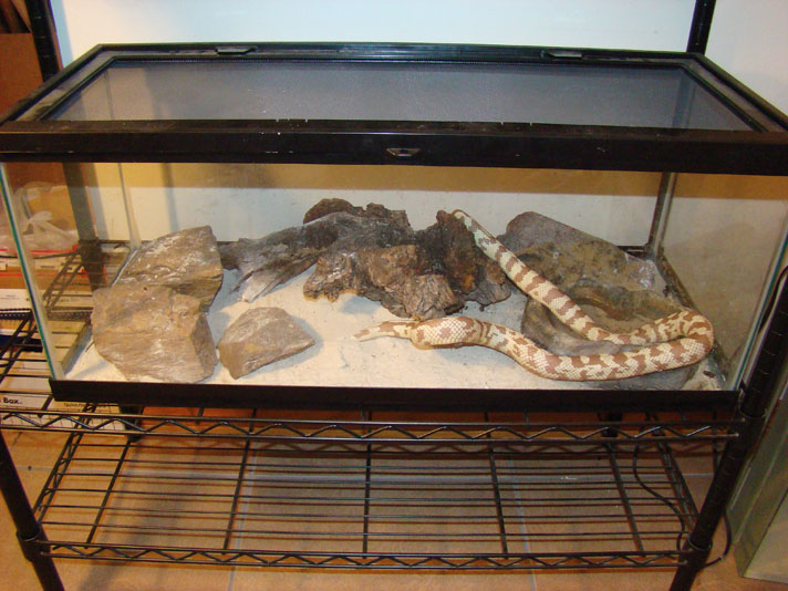 California kingsnake enclosure