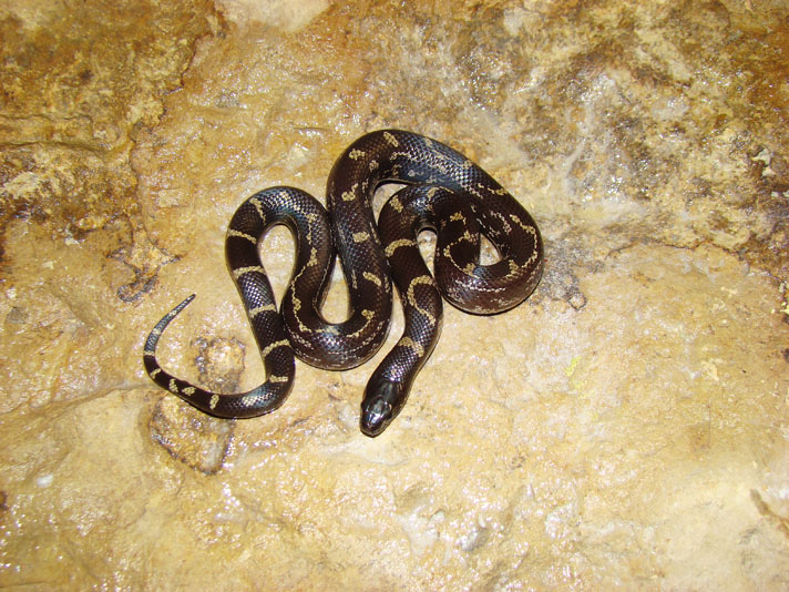 California kingsnake