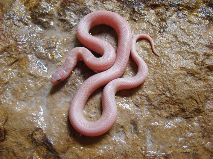 California kingsnake