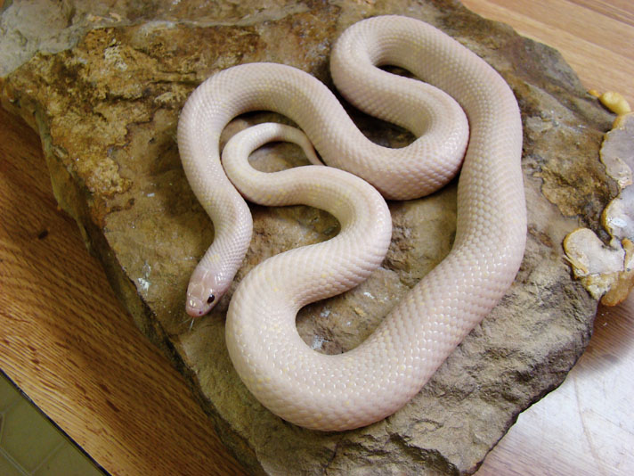 California Kingsnake Care Breeding And Morphs Reptiles Magazine