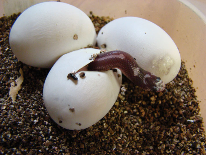 A California kingsnake coming out of its egg. 
