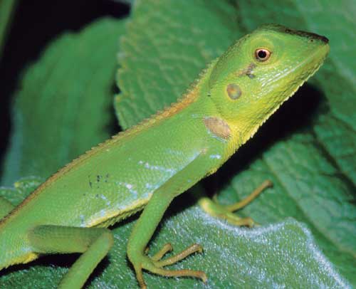 ave a look on the hedges in Nuwara Eliya, and you will find beautiful lizards like this young Calotes nigrilabris.