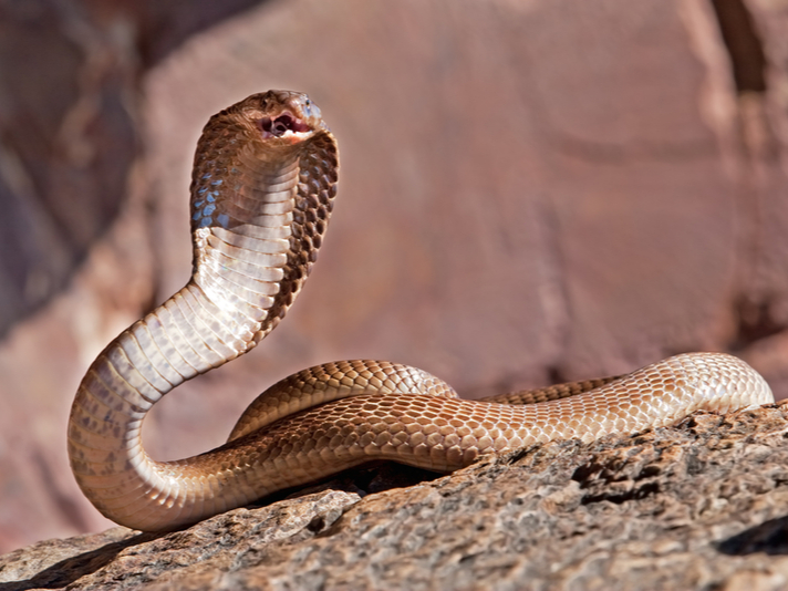 Cape Cobra