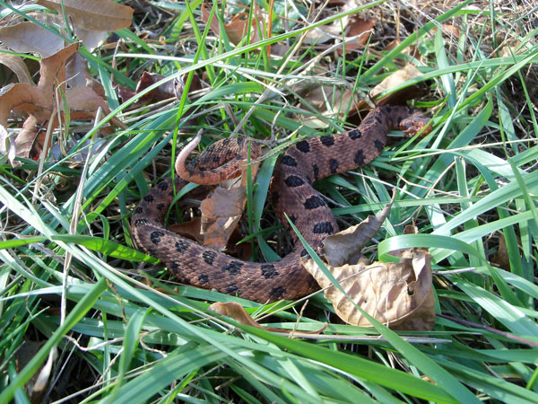 Carolina pigmy rattlesnake