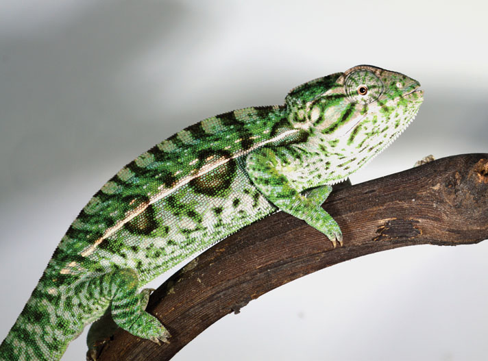 Carpet chameleon