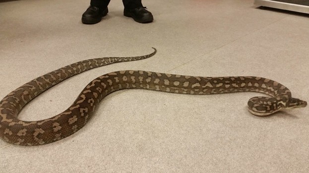 carpet python