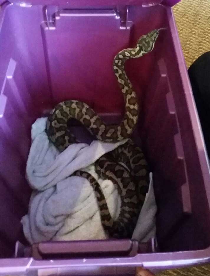 carpet python