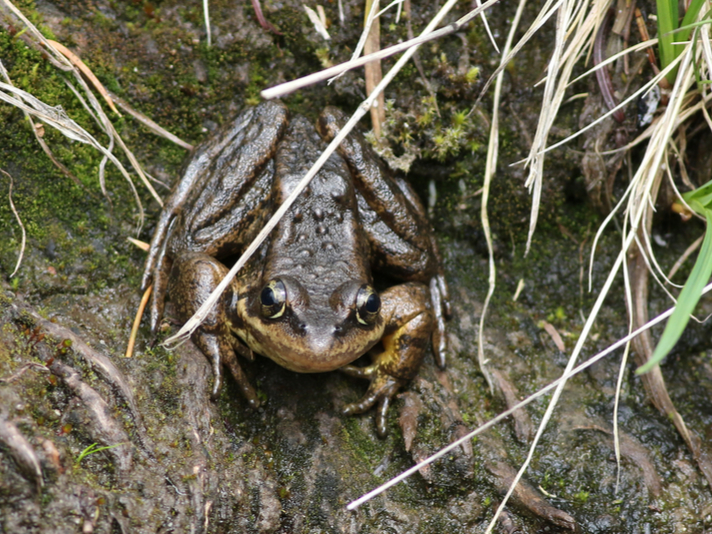 Cascades frog