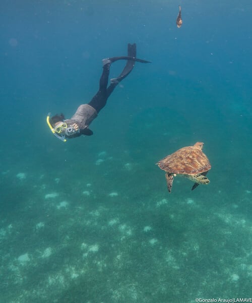 Sea turtle and researcher