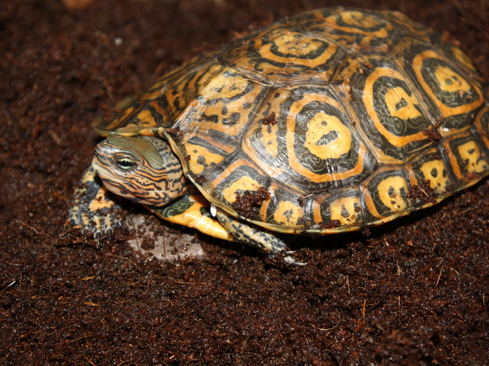 Central American ornate wood turtle