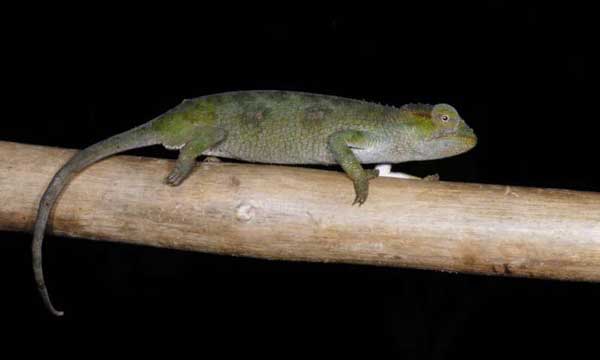 Itombwe Forest Chameleon
