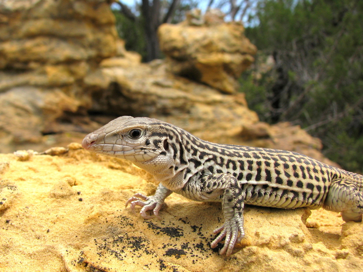 Checkered whiptail lizard