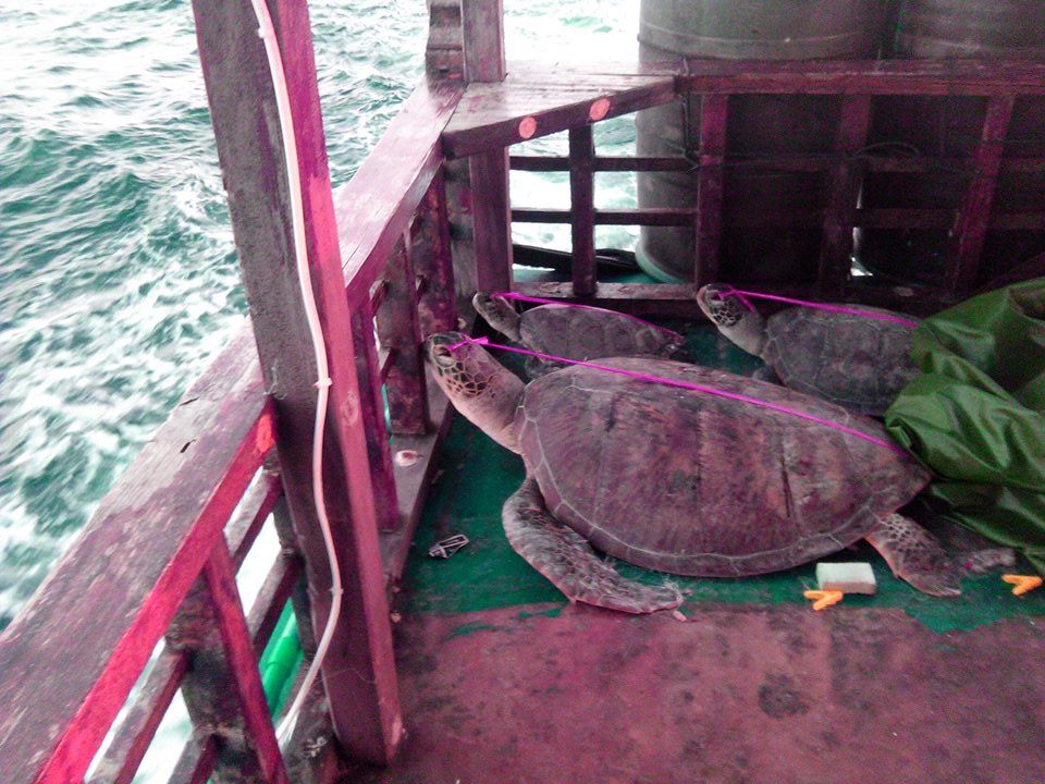 sea turtles on Chinese poaching ship
