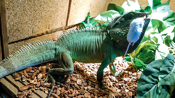 dragão chinês da água que come um rato