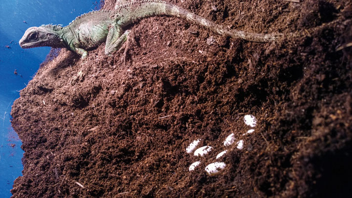 Dragón de agua chino hembra con puesta de huevos. 