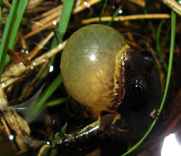 chorus frog closeup