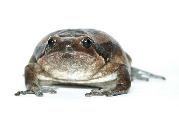 chubby frog