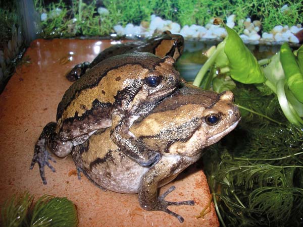 Breeding chubby frogs
