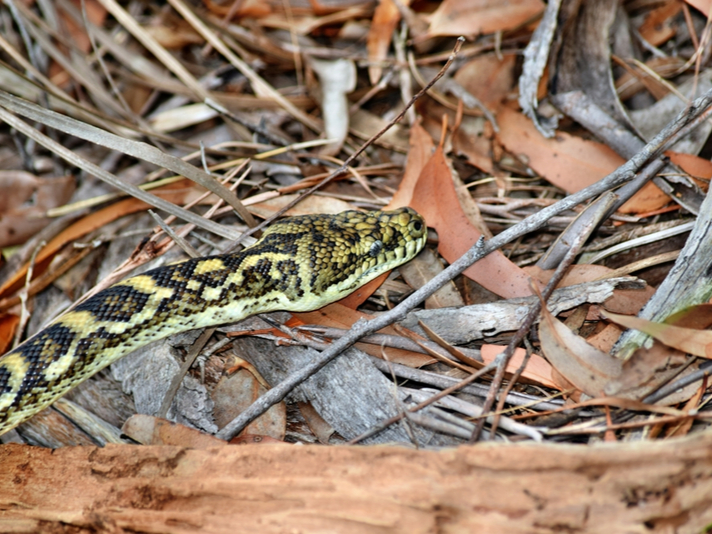 Coastal carpet python