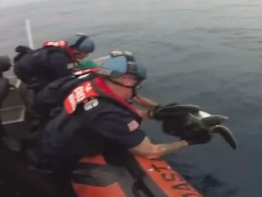 Coastguard rescues sea turtles off Central America